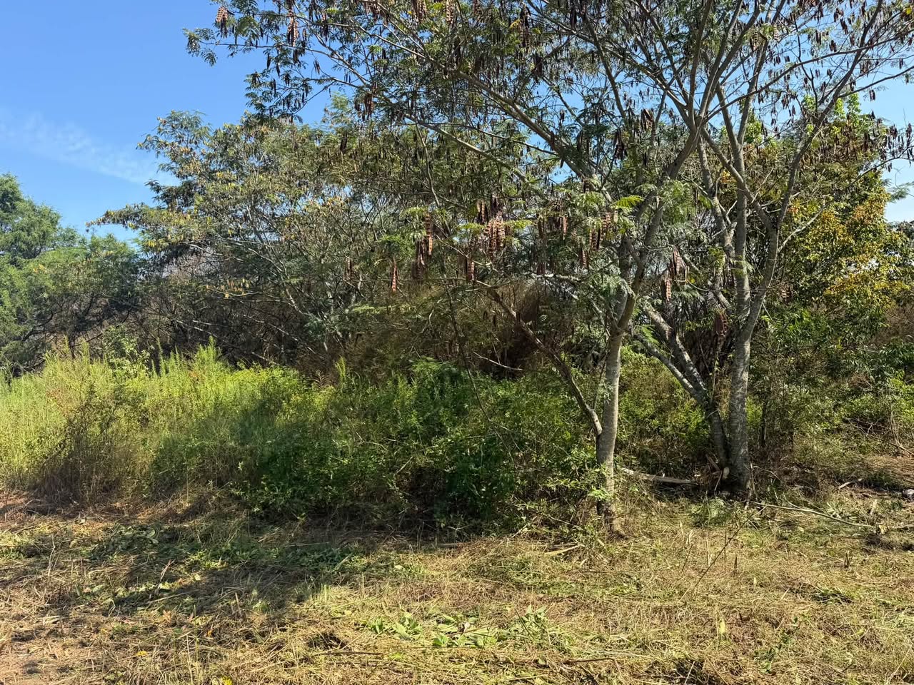 Brush-clearing work along a wooded property by True North Co.
